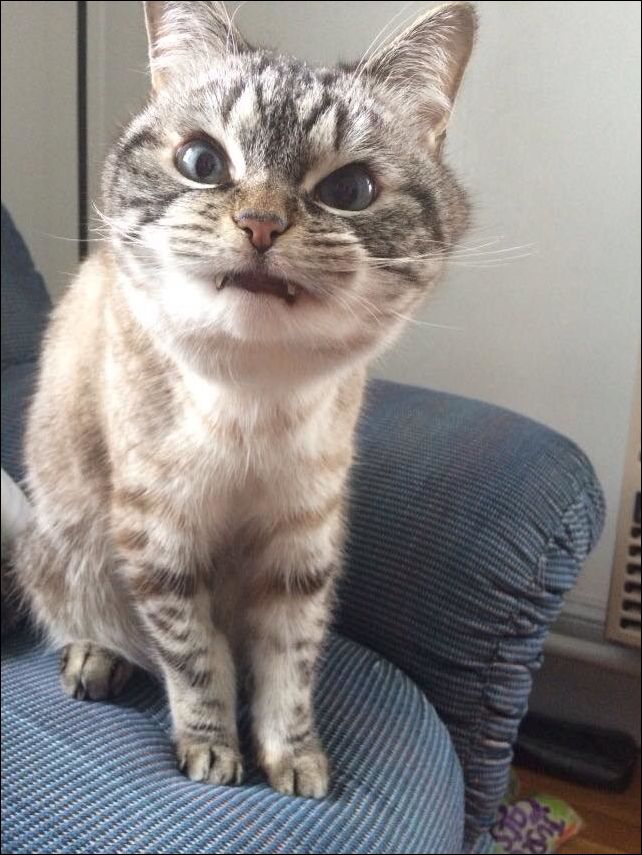 Фото приколы