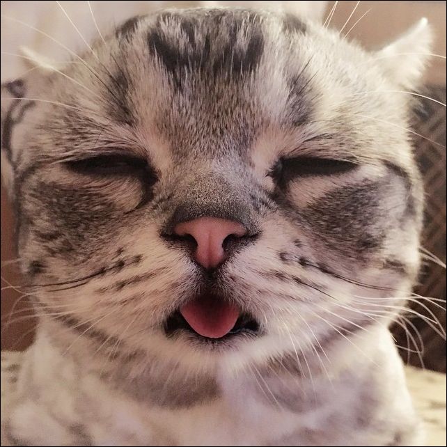 Самый грустный кот в интернете (13 фото) | Прикол.ру - приколы, картинки,  фотки и розыгрыши!