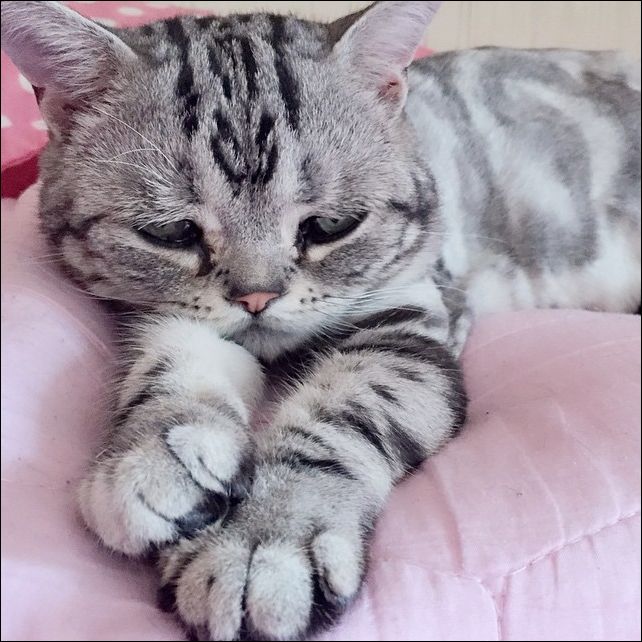 Грустный кот
