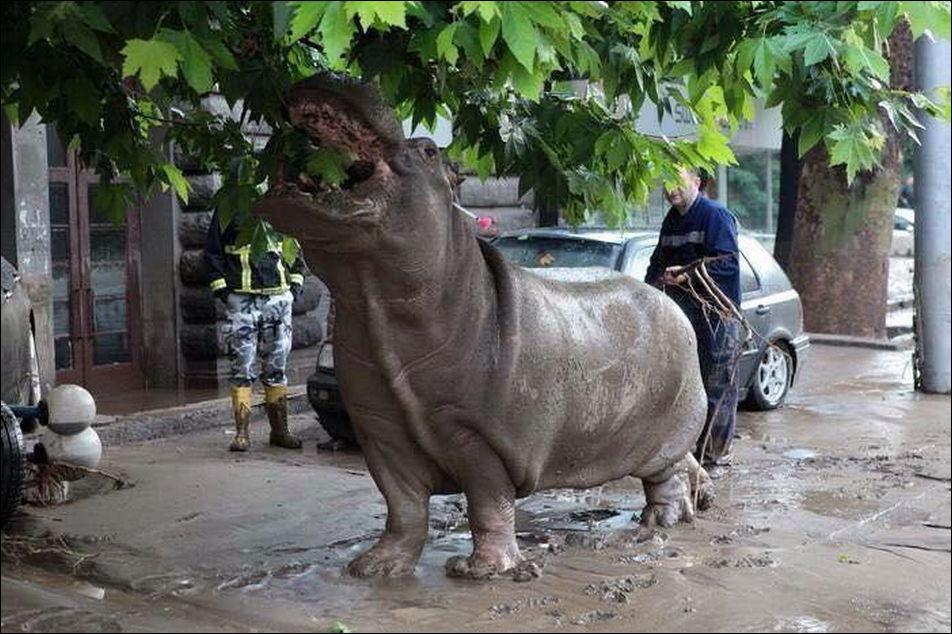 Животные из зоопарка на улицах Тбилиси