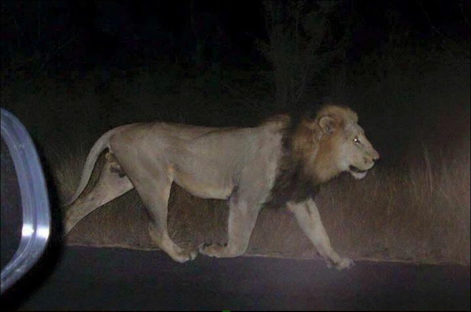 Животные из зоопарка на улицах Тбилиси