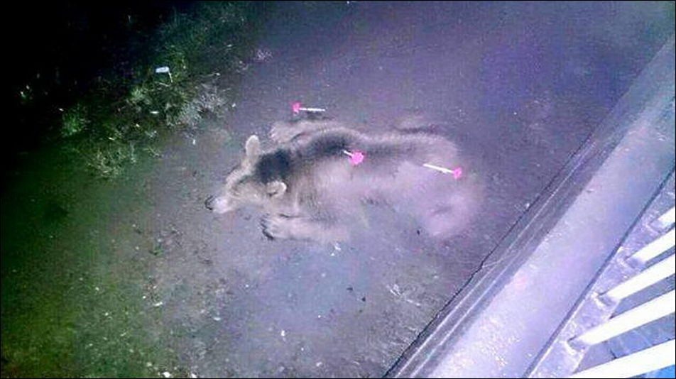 Животные из зоопарка на улицах Тбилиси