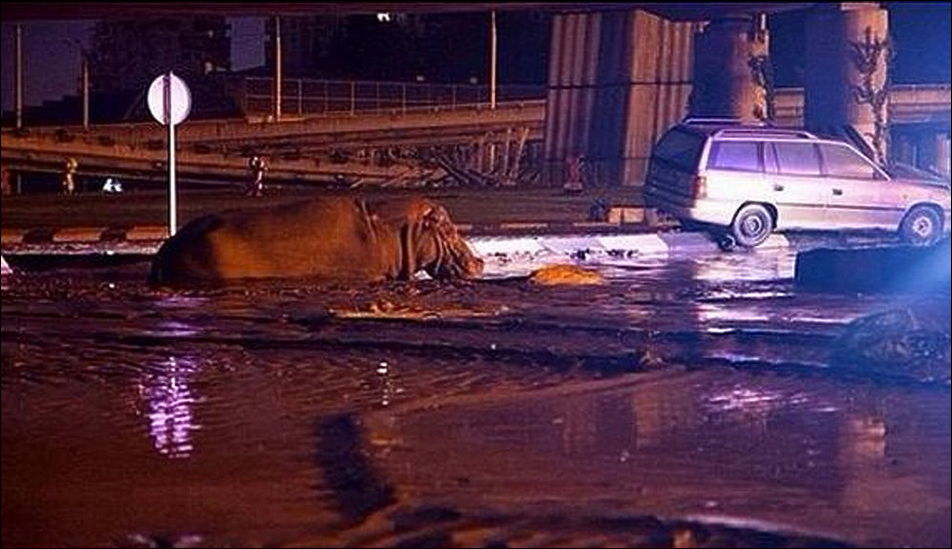 Животные из зоопарка на улицах Тбилиси