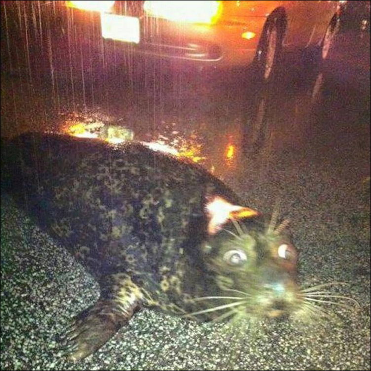 Животные из зоопарка на улицах Тбилиси