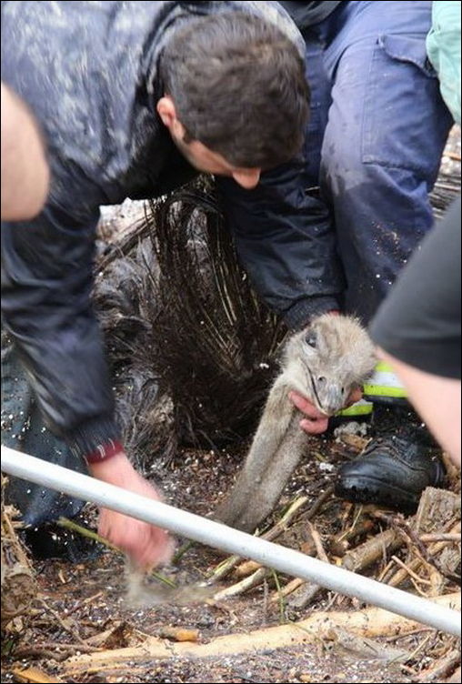 Животные из зоопарка на улицах Тбилиси