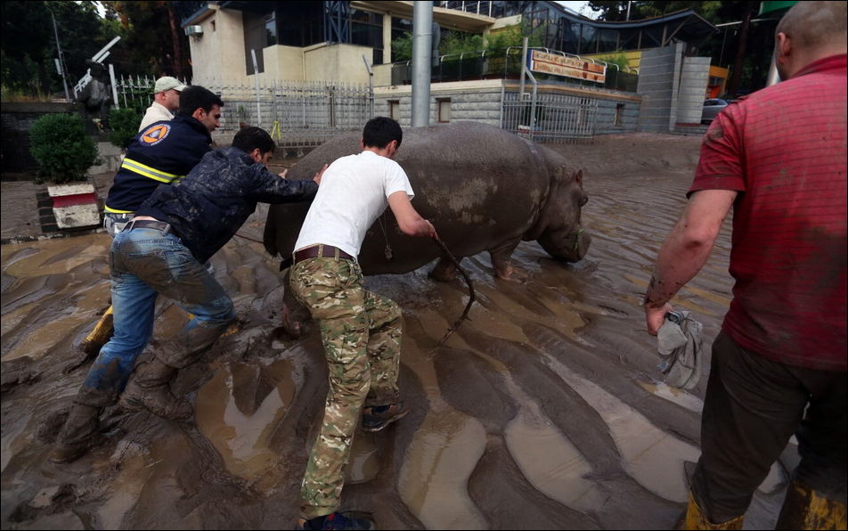 Животные из зоопарка на улицах Тбилиси