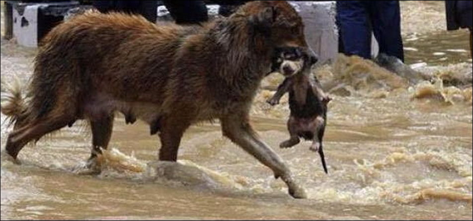 Животные из зоопарка на улицах Тбилиси