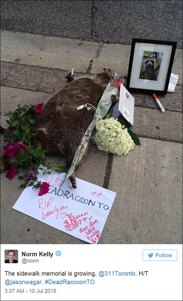 Мертвый енот в Торонто