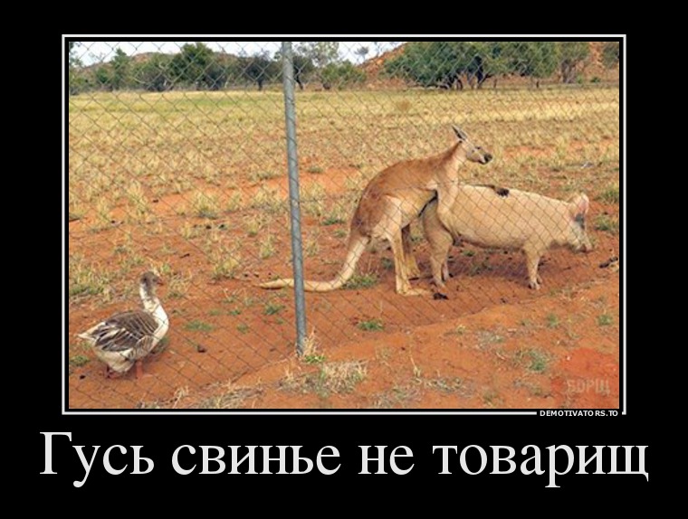 демотиватор