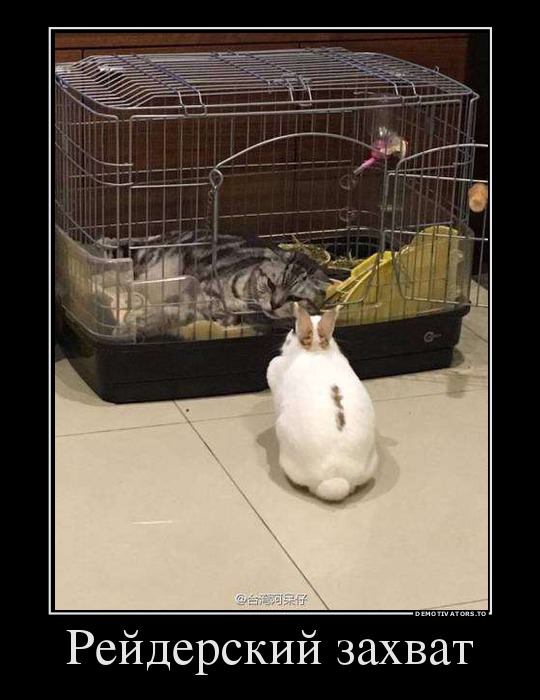 демотиватор