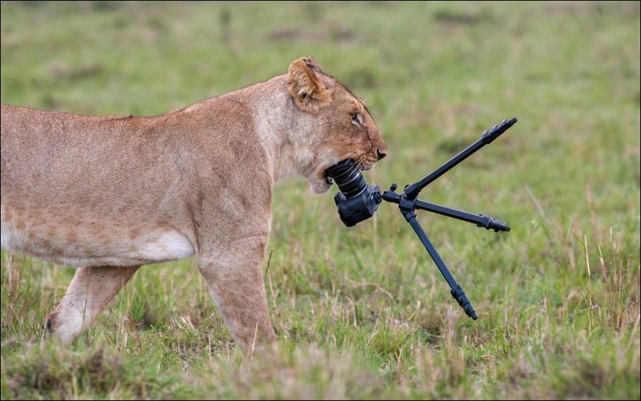 фотоприколы