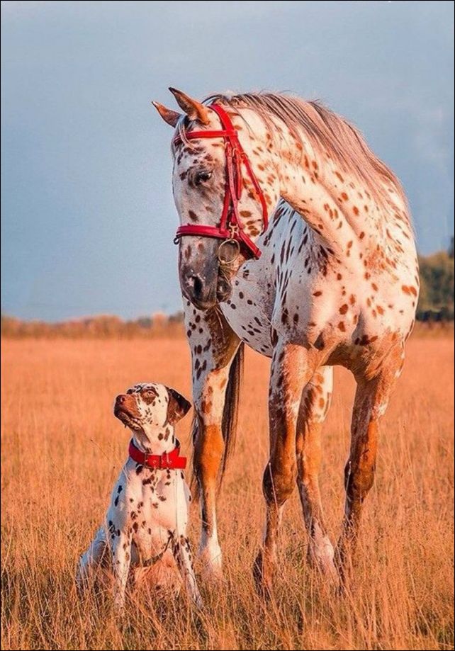 фотоприколы