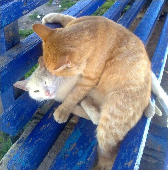 фотоприколы