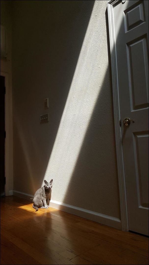 коты и солнце