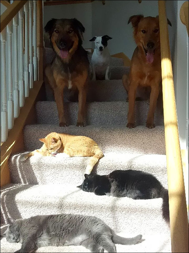 коты и солнце