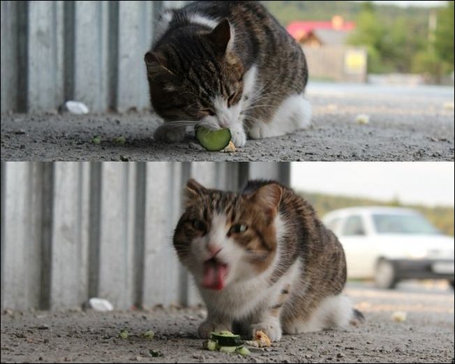 прикольные картинки