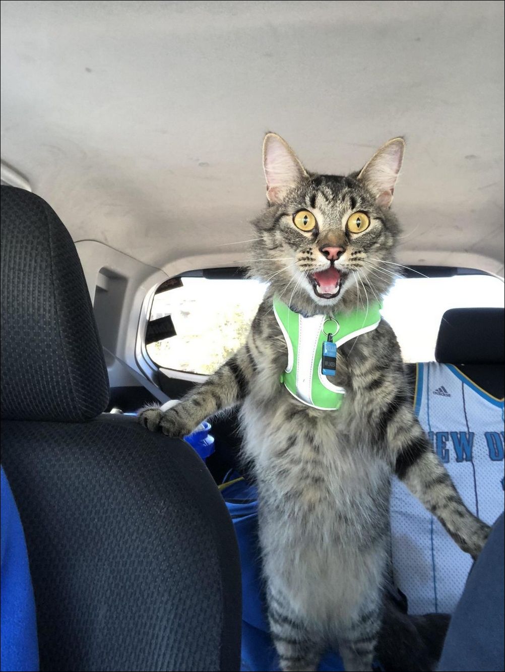 фото приколы