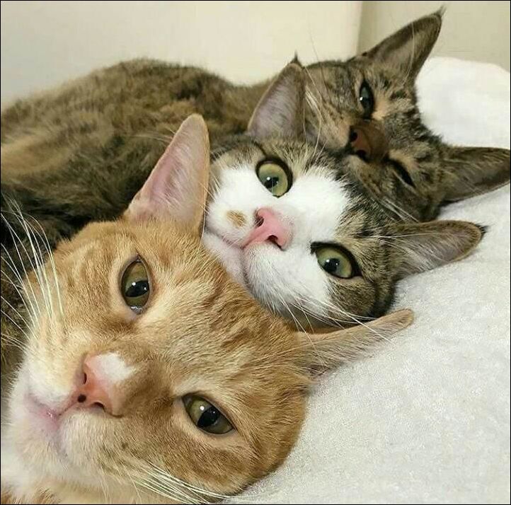 фото приколы