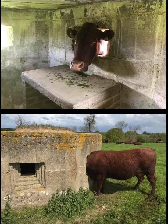 фото приколы