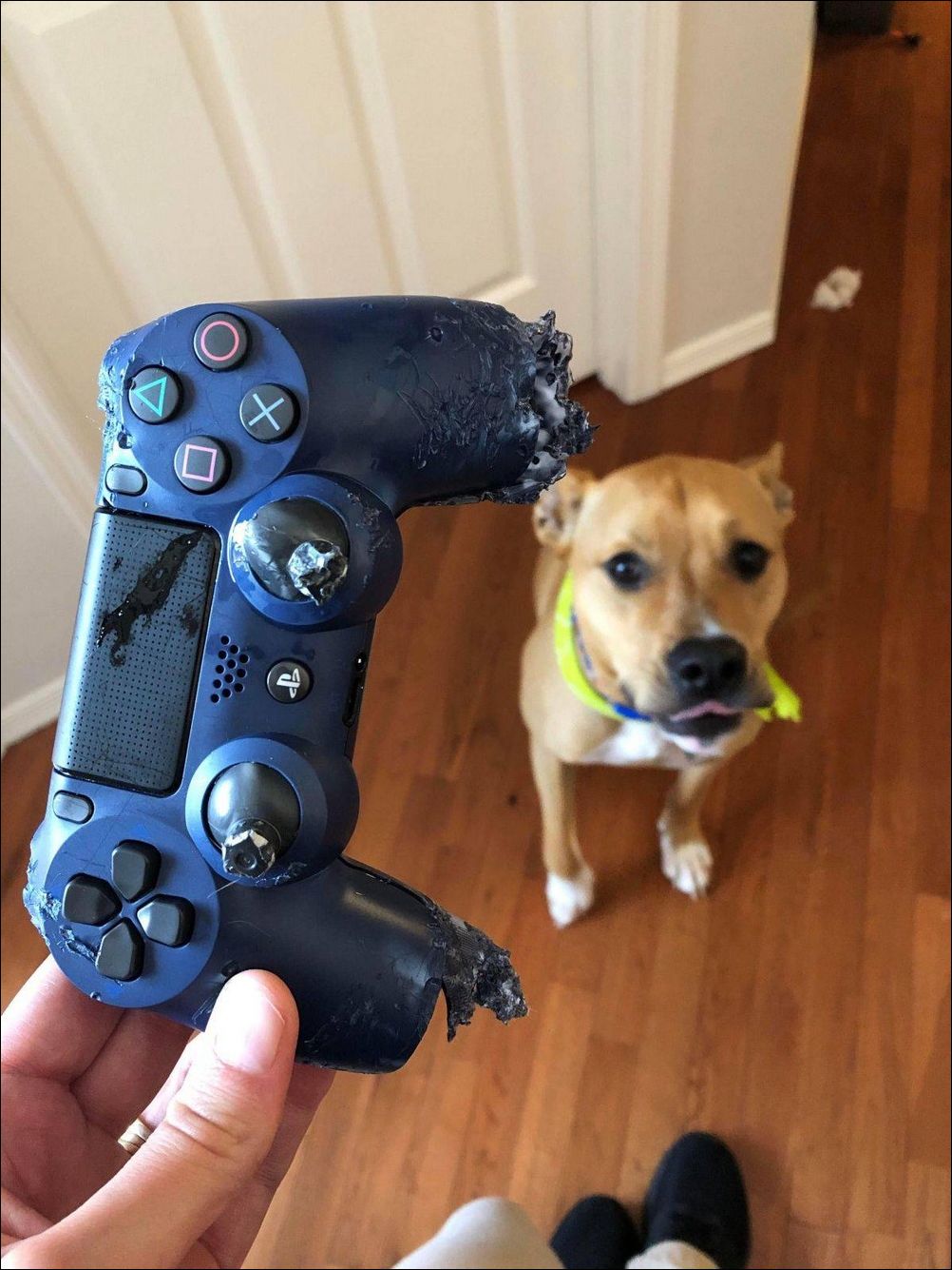 фото приколы