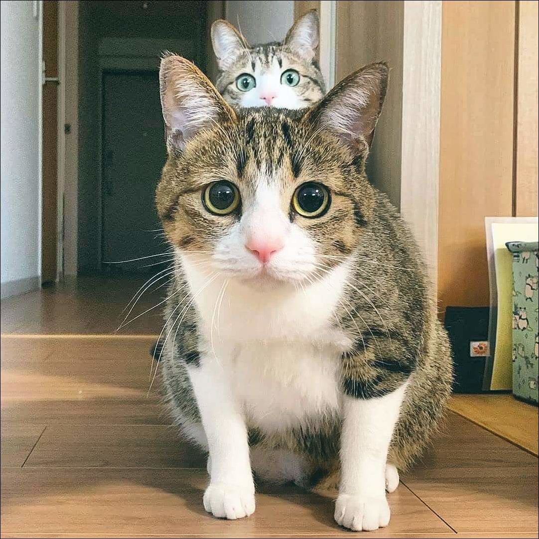 фото приколы