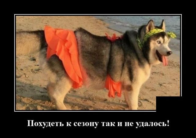 демотиватор