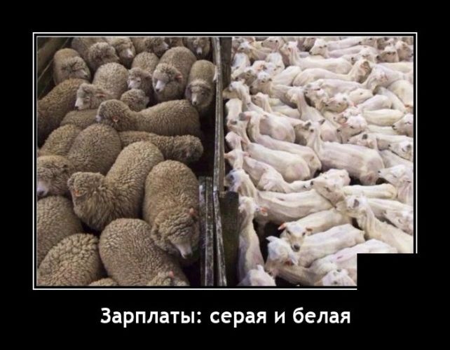 демотиватор