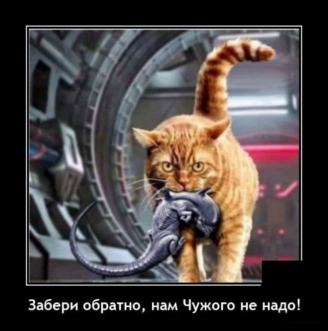 демотиватор