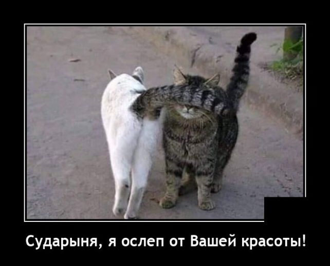 демотиватор