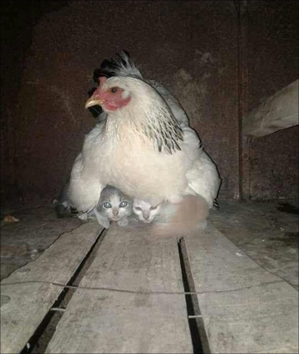 фото приколы