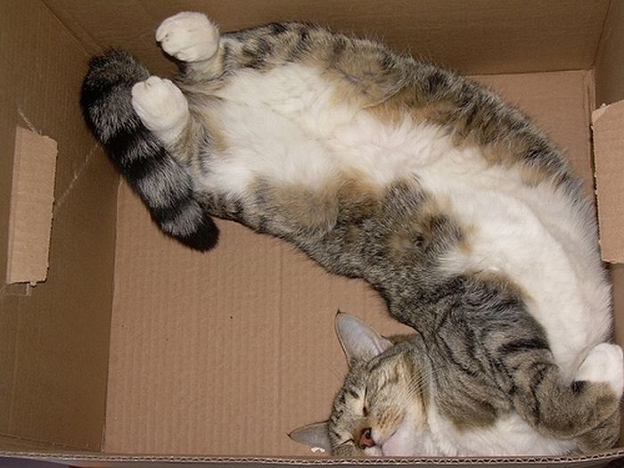 cat-sleeping-in-the-box-01