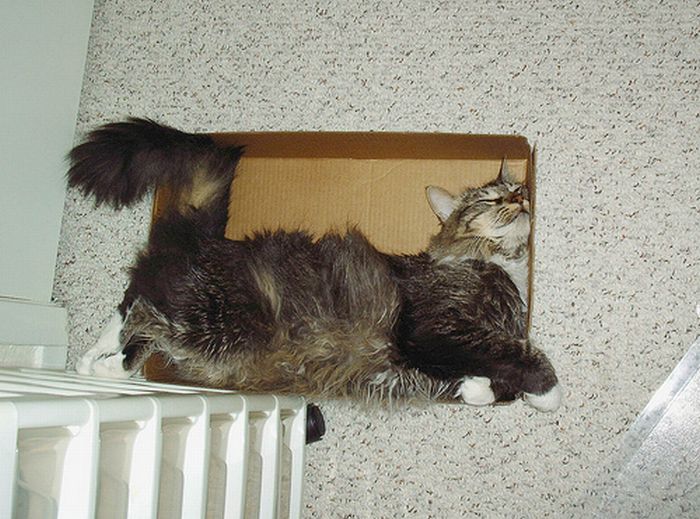 cat-sleeping-in-the-box-03