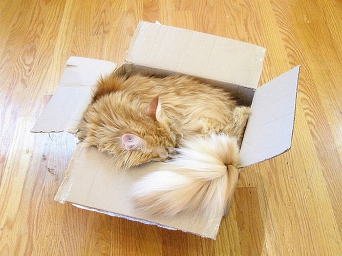 cat-sleeping-in-the-box-05
