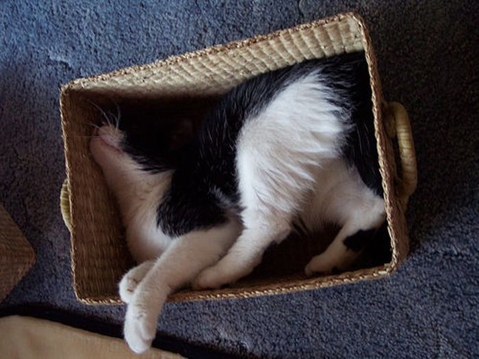 cat-sleeping-in-the-box-06