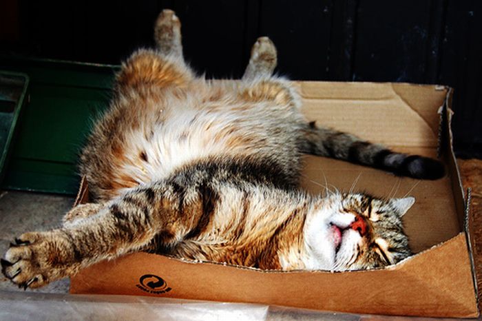cat-sleeping-in-the-box-08