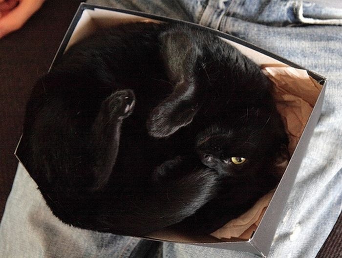 cat-sleeping-in-the-box-10