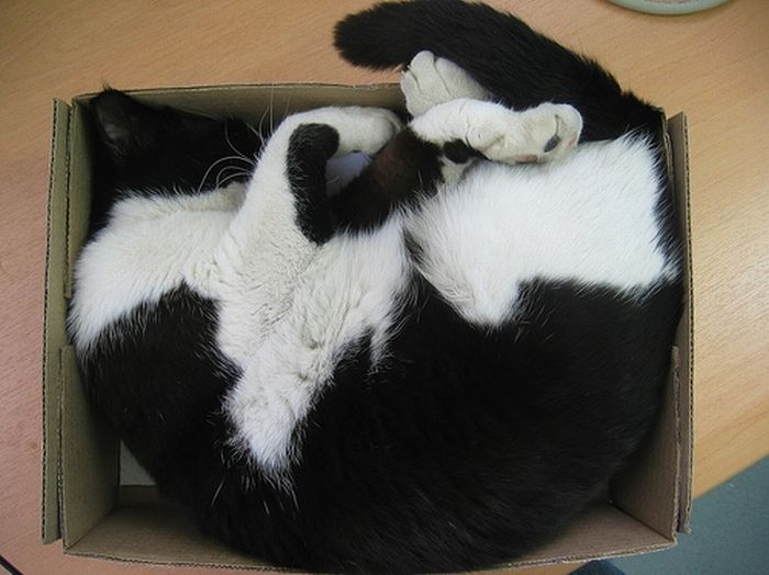 cat-sleeping-in-the-box-11