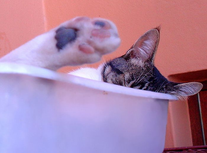 cat-sleeping-in-the-box-12
