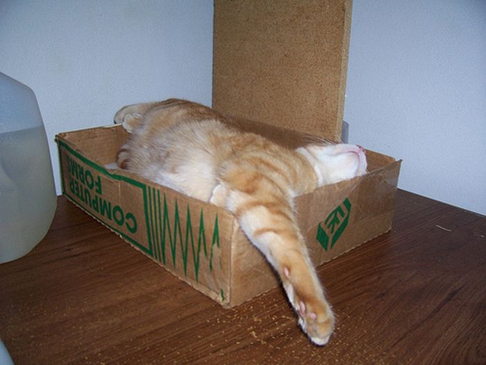 cat-sleeping-in-the-box-13