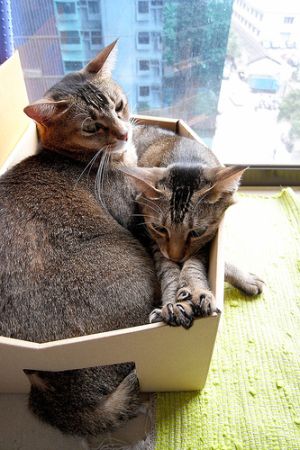 cat-sleeping-in-the-box-14