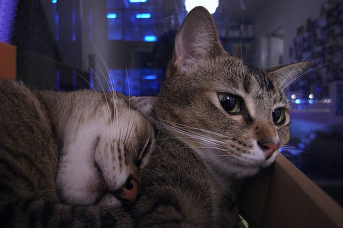 cat-sleeping-in-the-box-15