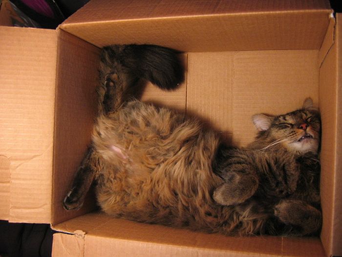cat-sleeping-in-the-box-16
