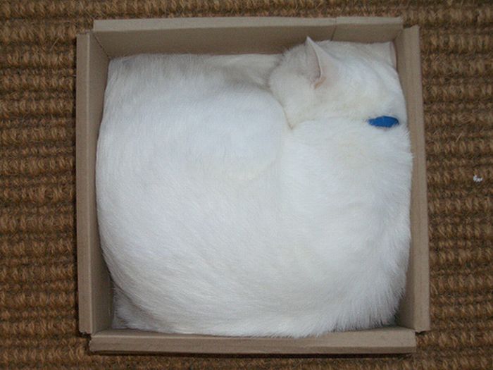 cat-sleeping-in-the-box-17