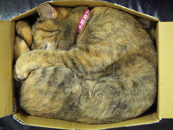 cat-sleeping-in-the-box-18
