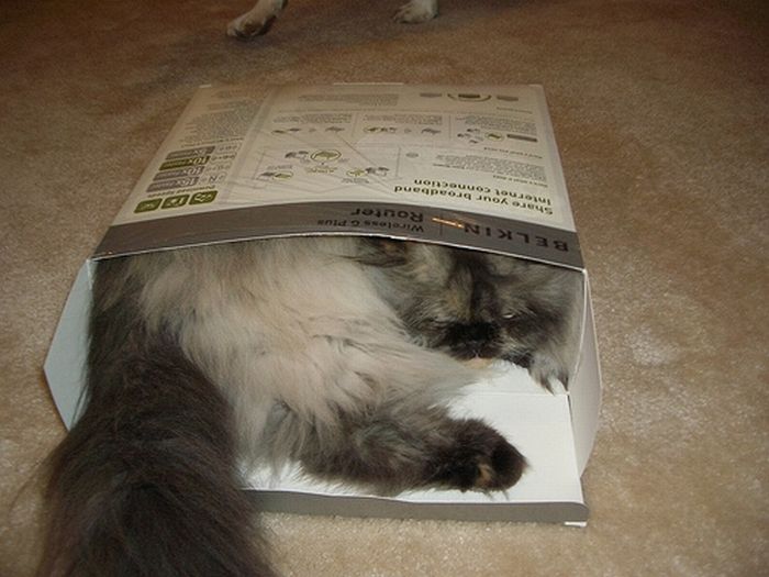cat-sleeping-in-the-box-19