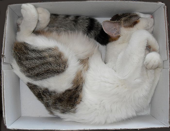 cat-sleeping-in-the-box-20