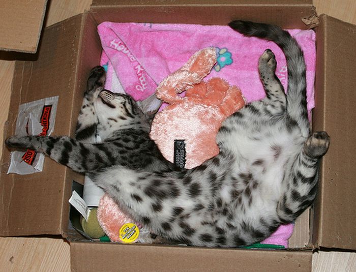 cat-sleeping-in-the-box-21