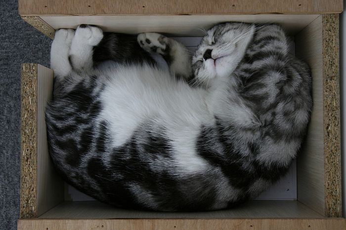 cat-sleeping-in-the-box-24