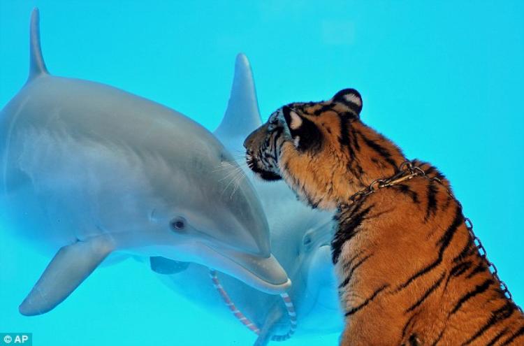 dolphin-and-tiger-01