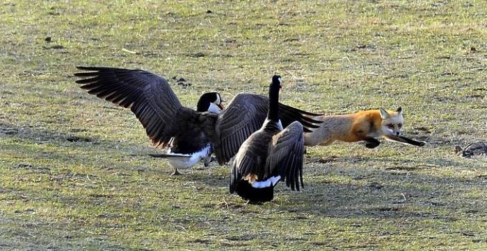 geese-vs-fox-05